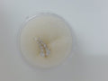 14k Yellow Gold Piercing 1.8g