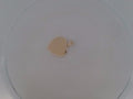 10 KT PENDANT