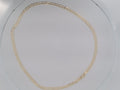 10k Yellow Gold Unisex Cadena Corte Filoj 10g