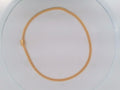 10k Yellow Gold Cadena Semisolida De Cirrie Cajaj 9.9g