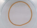 10k Yellow Gold Cadena Franco 13g