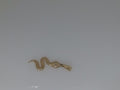14k Yellow Gold Unisex Pendant 0.9g