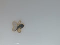 14k Yellow Gold Unisex Pendant 1.5g